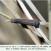 satyrus ferula daghestan larva1